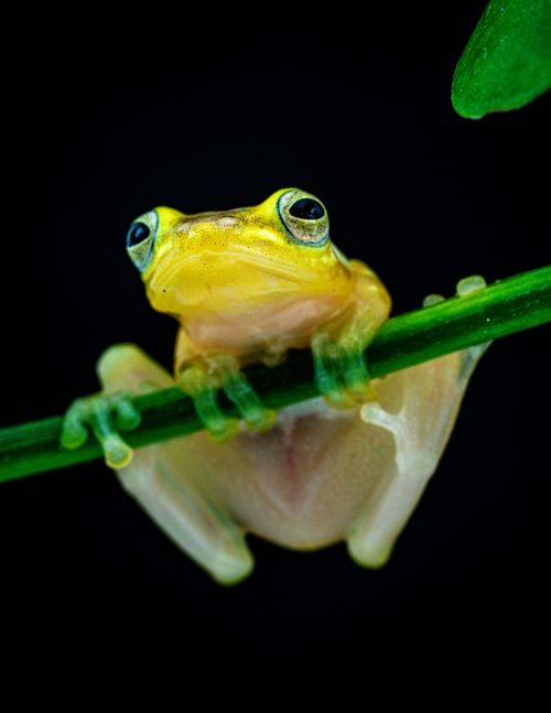 Free Close-up of a yellow glass frog perched on a green stem against a black background. Stock Photo