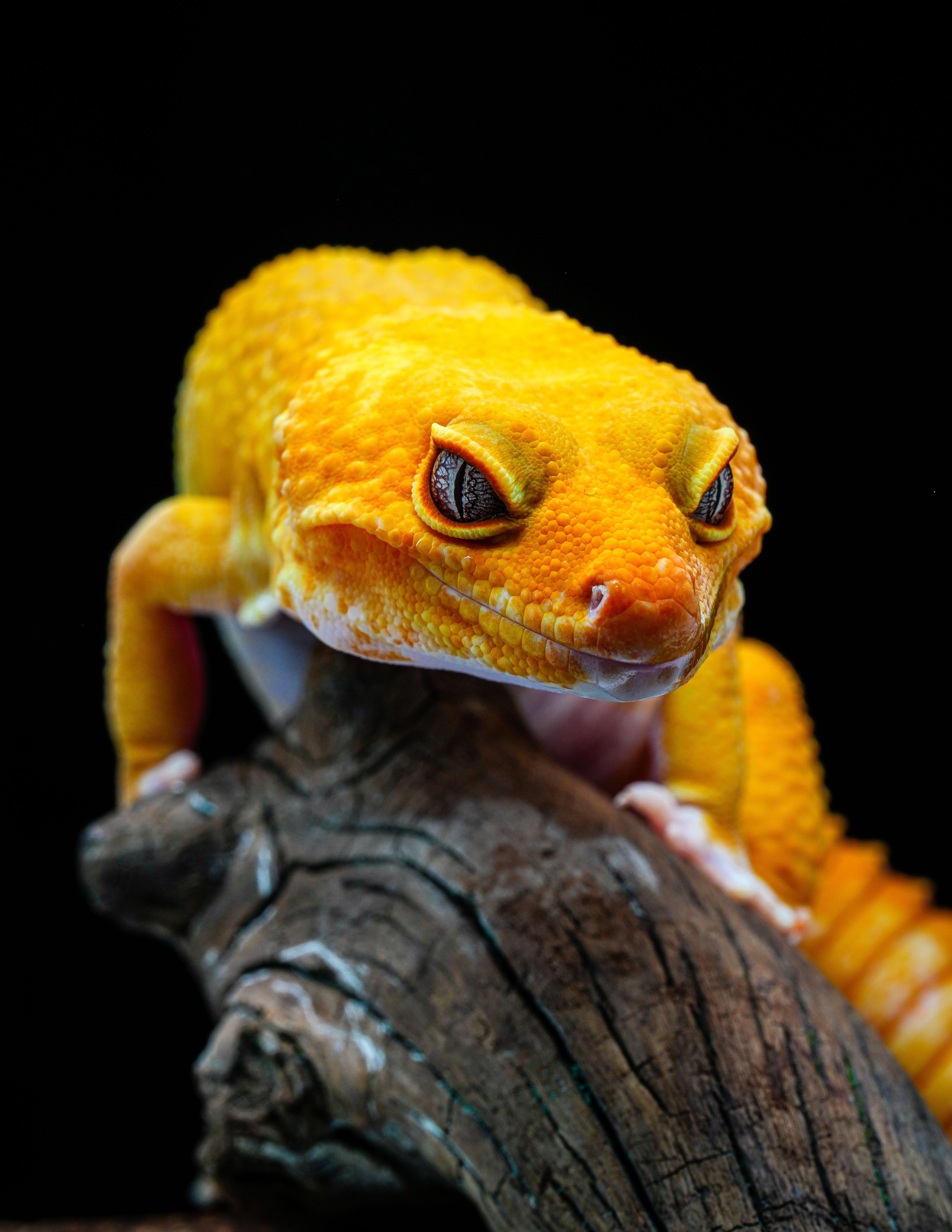 Vivid Yellow Gecko on Rustic Branch - Close-Up · Free Stock Photo