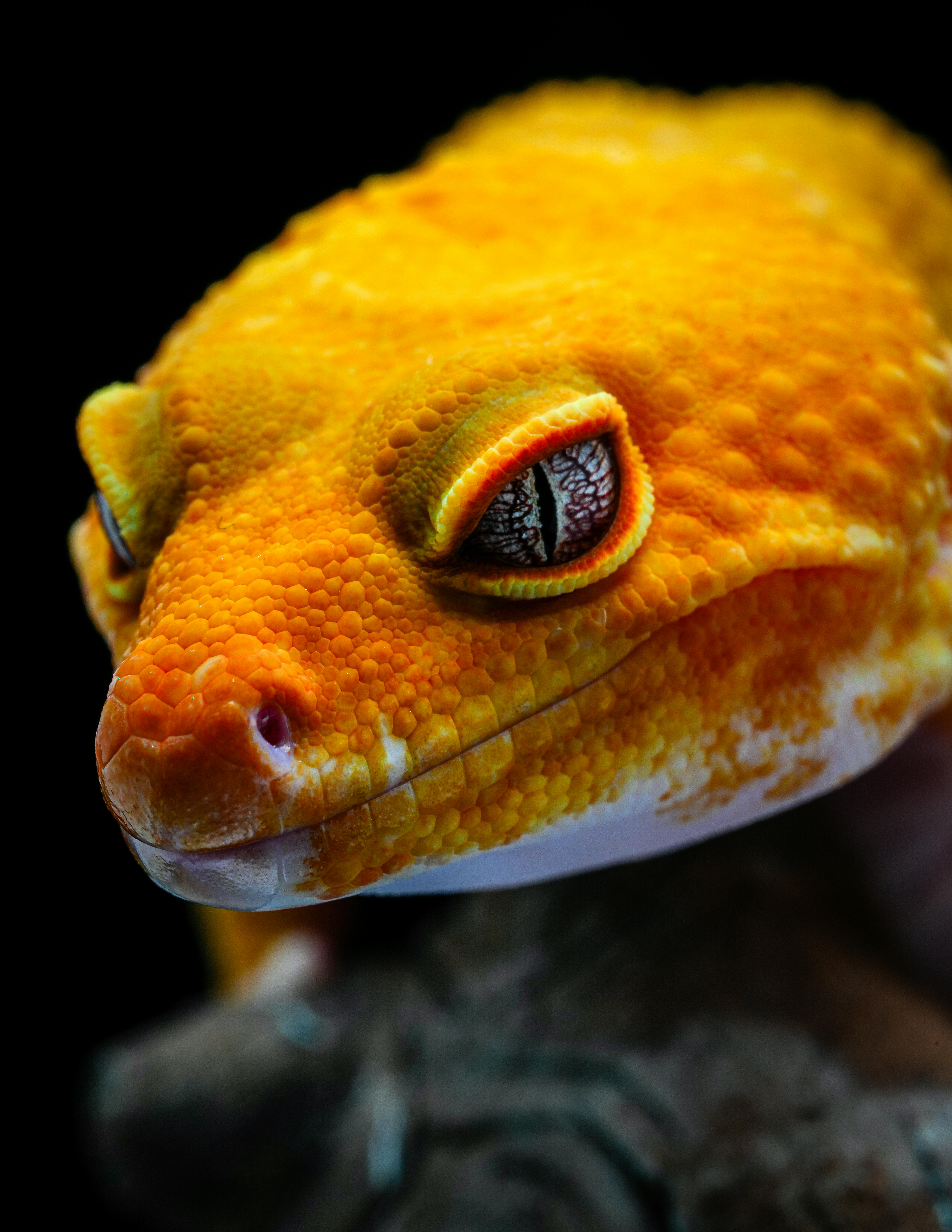 Free stock photo of 2025 evolution, animal portrait, biodiversity