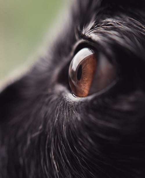 Free Eye of a Black Animal Stock Photo