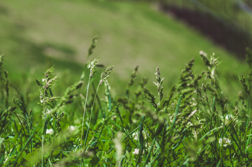 Free A vibrant, sunny close-up of green grass swaying gently in an open field. Stock Photo