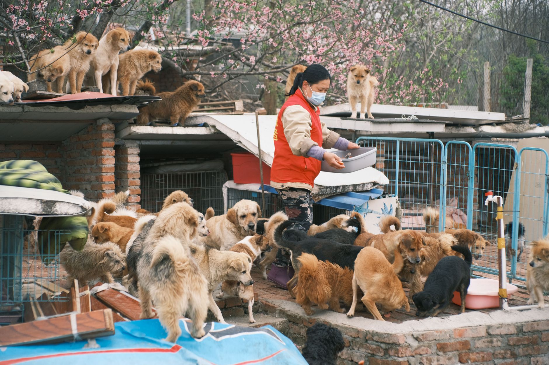 A dedicated volunteer feeds numerous stray dogs at an open-air animal shelter, demonstrating compassion and care.