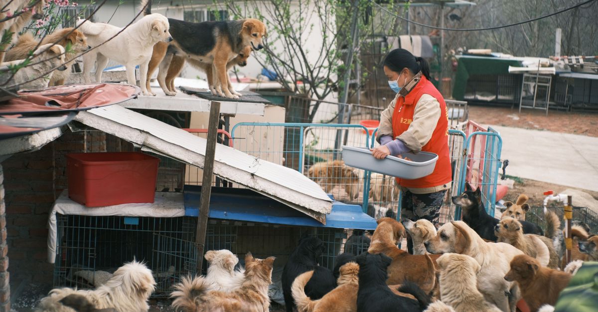 Boarding vs. Walking vs. Sitting: Finding the Best Care for Your Dog