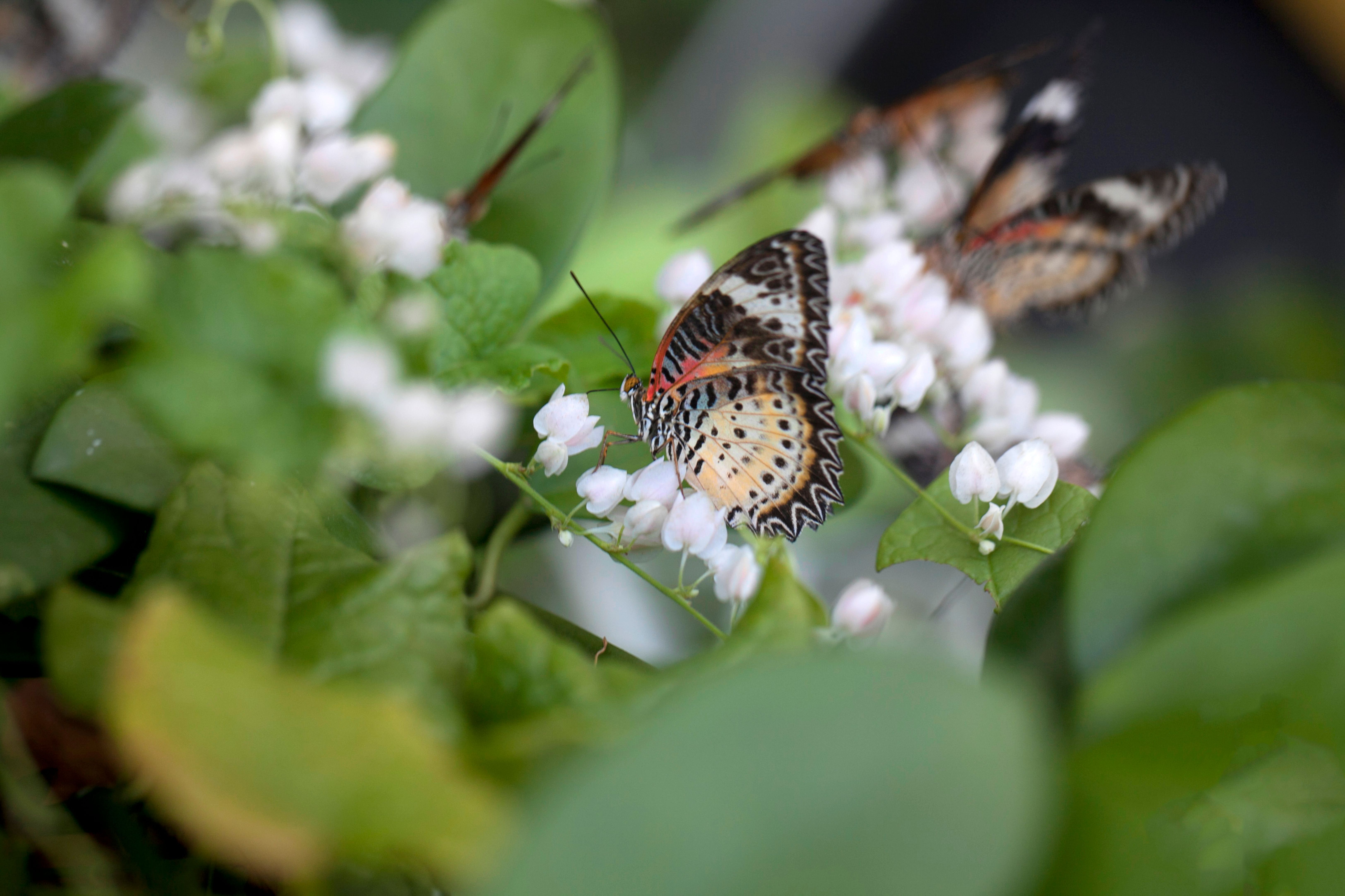 The Plants That Actually Bring Butterflies to My Garden