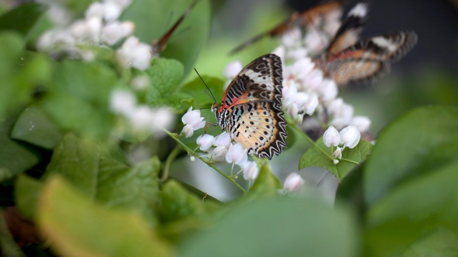 The Plants That Actually Bring Butterflies to My Garden