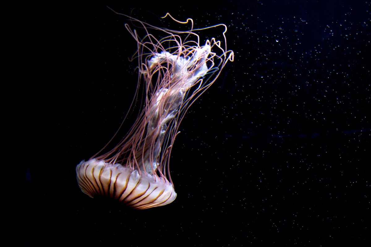 Captivating image of a jellyfish gracefully floating against a dark ocean backdrop.