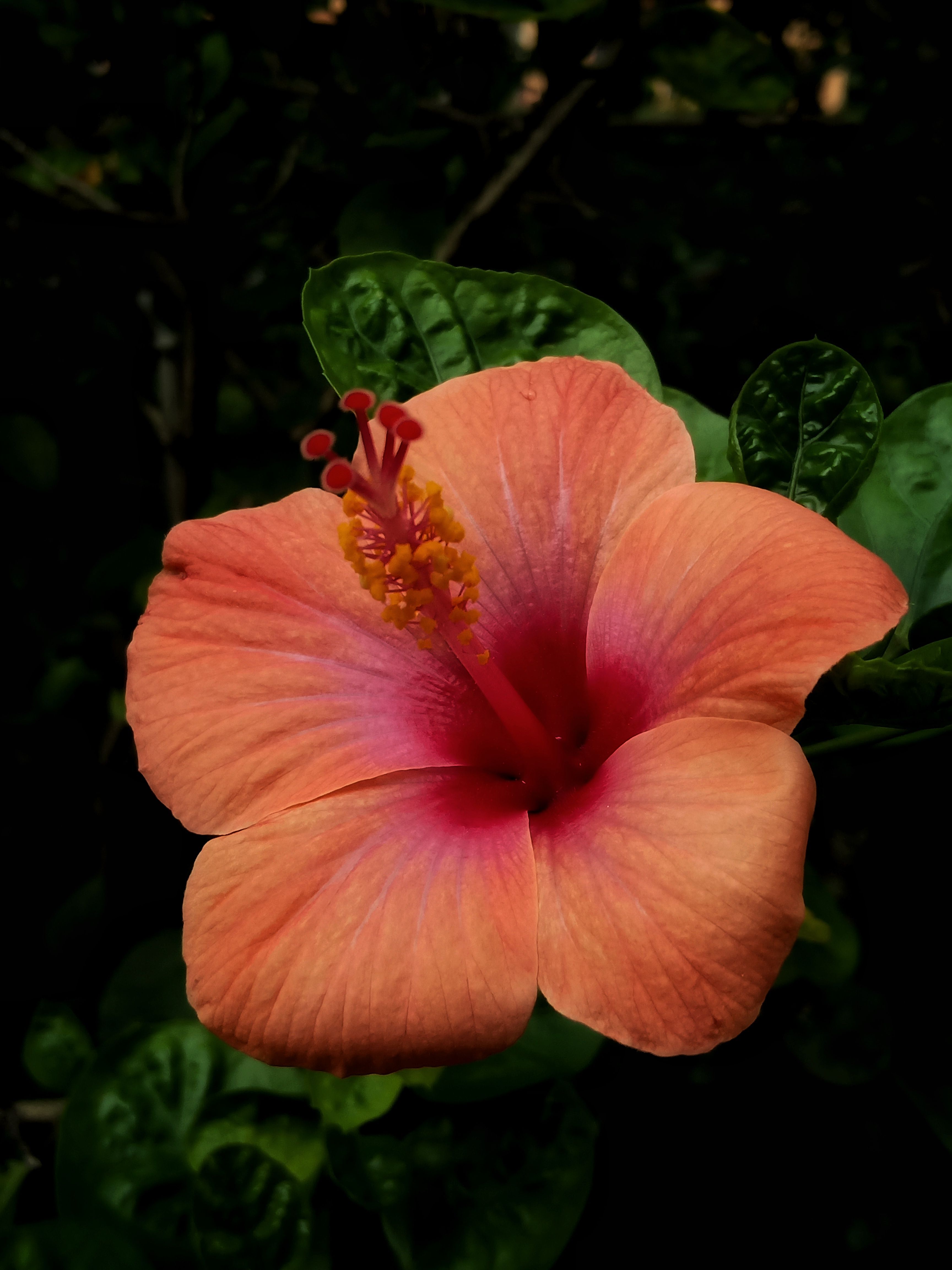 Stunning close-up of a vibrant orange and pink hibiscus flower in full bloom.