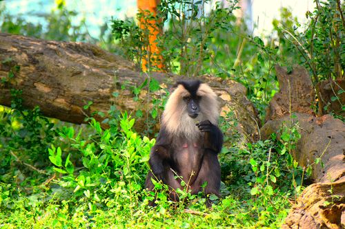 Free Lion-tailed macaque sitting in lush green forest with vibrant foliage and logs. Stock Photo