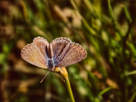 A detailed macro shot of a brown butterfly perched on a grass stem against a blurred green background.