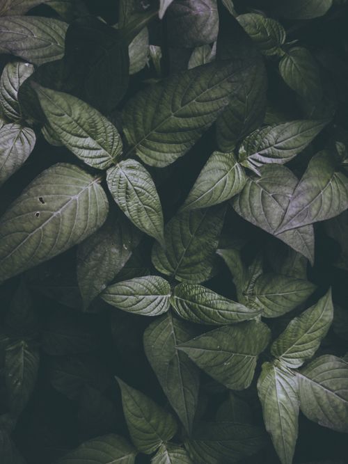 Free A detailed capture of dark green leaves exuding a moody and textured ambiance. Stock Photo