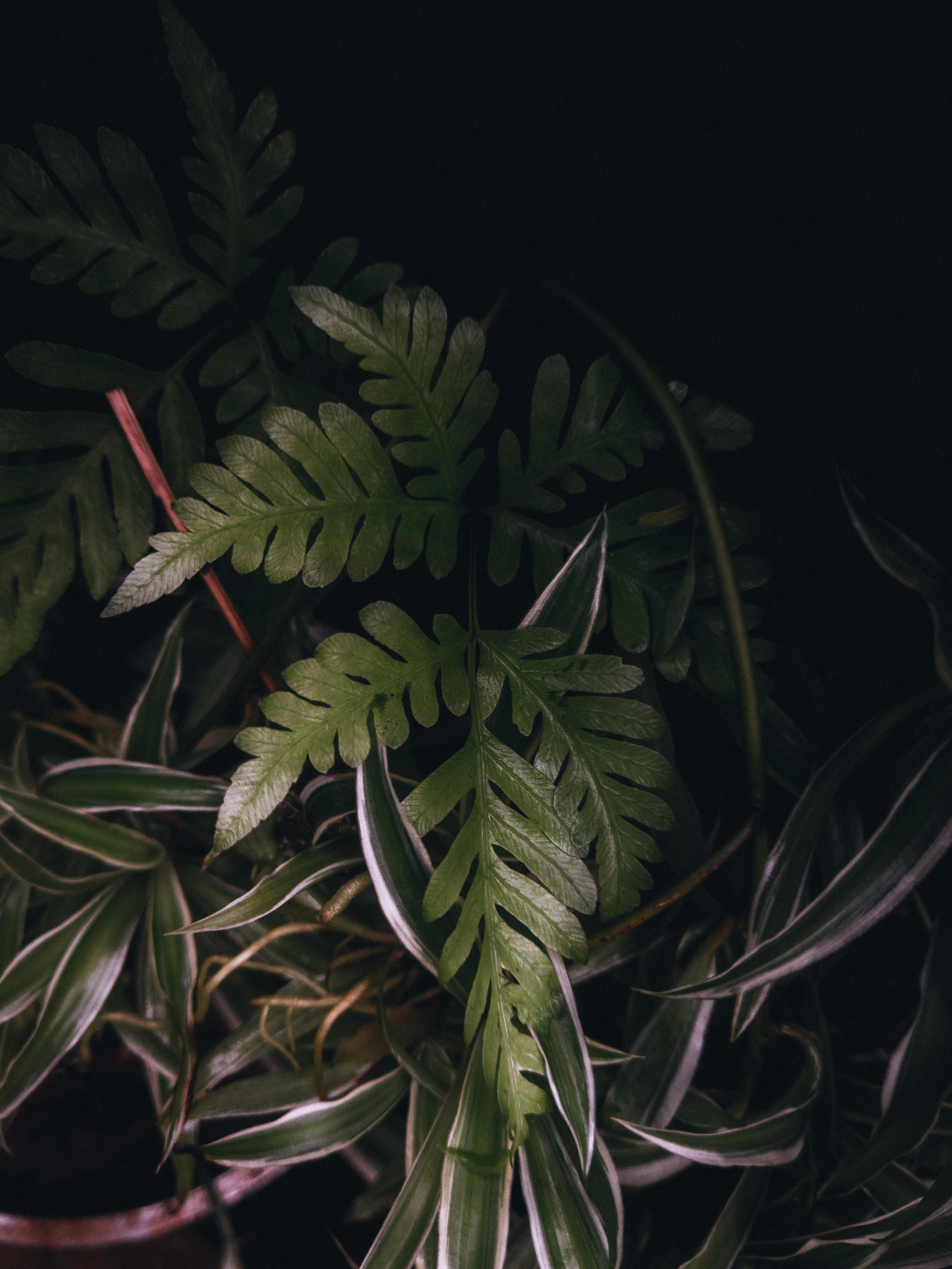 Miễn phí Một bức ảnh đầy cuốn hút về những cây dương xỉ xanh thẫm với những bóng đổ ấn tượng, làm nổi bật vẻ đẹp tinh tế của thiên nhiên. Ảnh lưu trữ