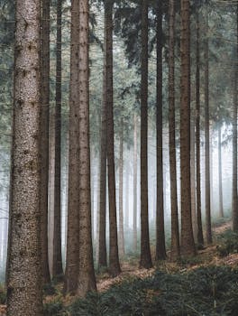Serene misty pine forest in Frauenstein, Germany showcases natural beauty and tranquility.