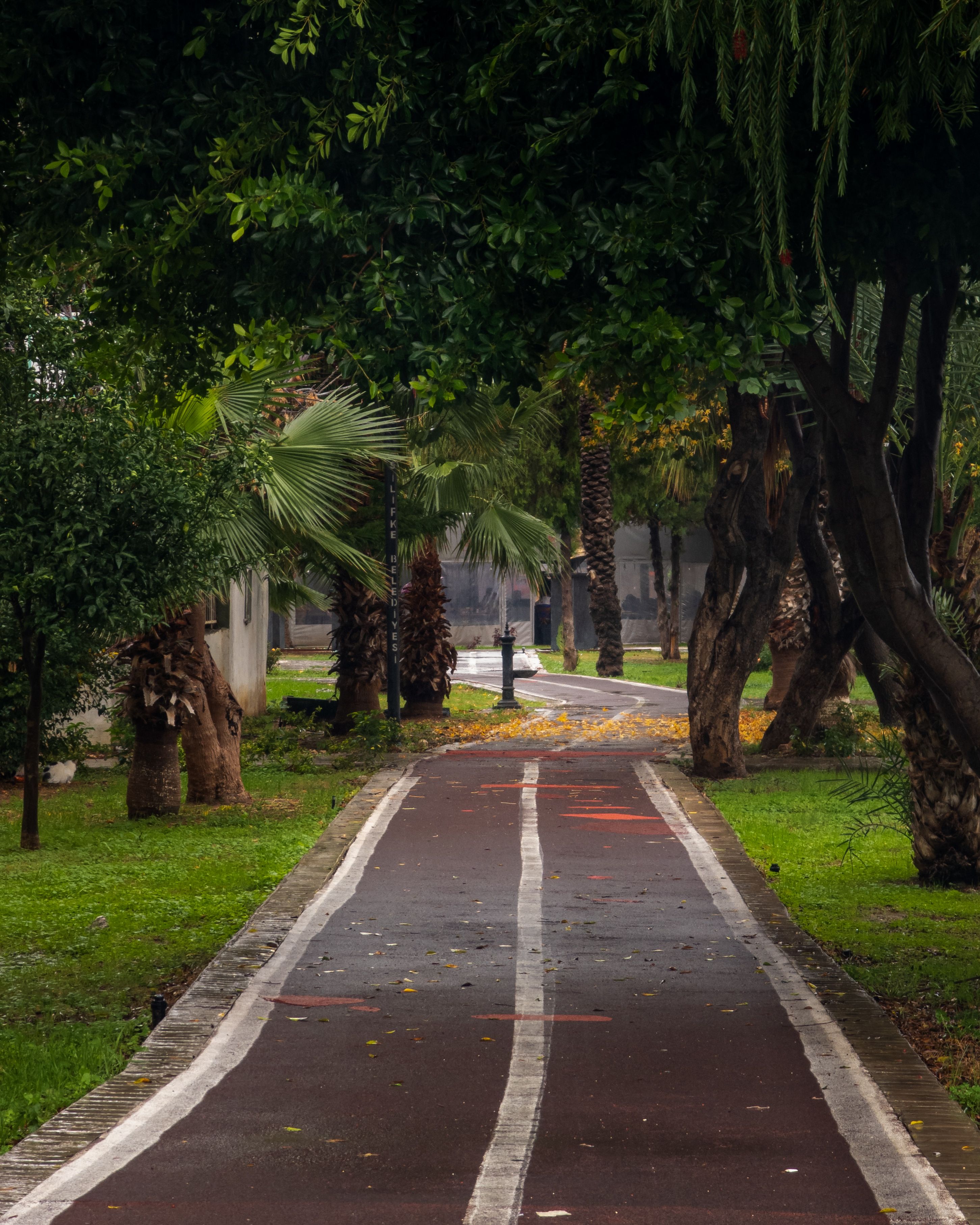 Free Peaceful park pathway lined with trees and greenery during autumn, perfect for nature walks. Stock Photo