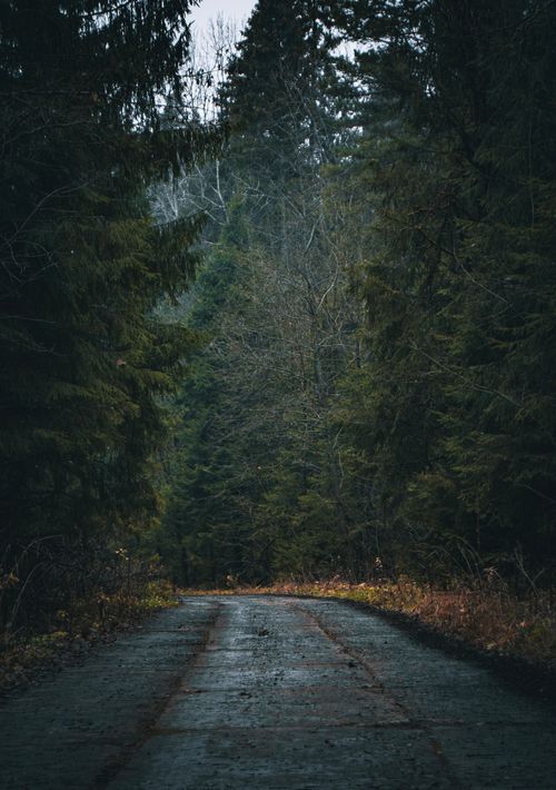 Free A serene path leading through a dense forest, evoking a sense of mystery and tranquility. Stock Photo