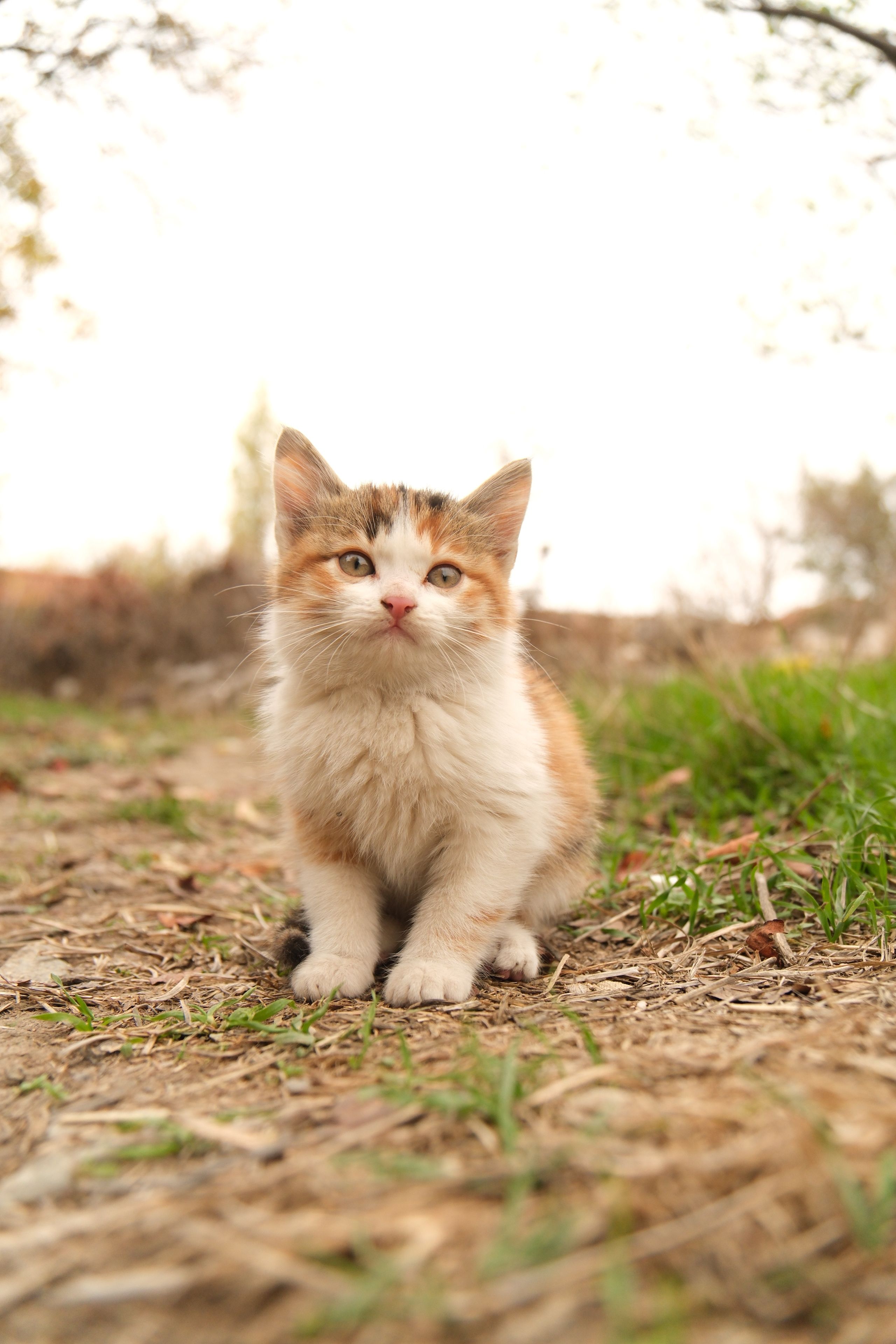 Adorable Kitten in a Natural Outdoor Setting · Free Stock Photo