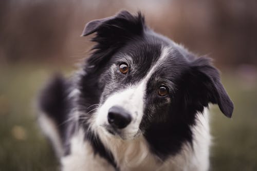 Schwarz Weiß Border Collie