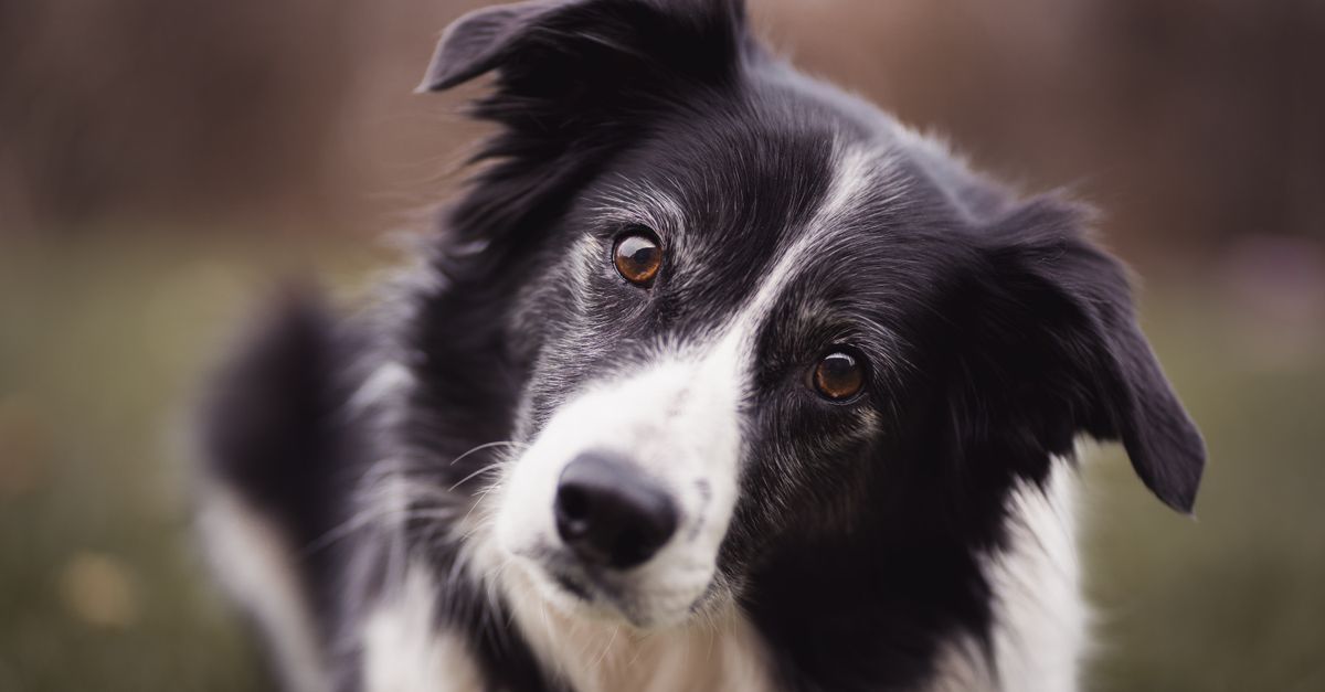 Hoquet chien : Causes et solutions rapides