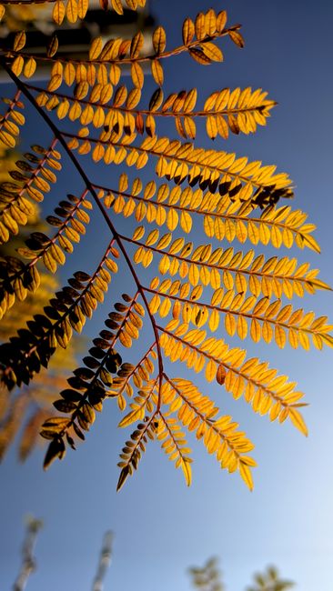 Fotomural Hojas de otoño doradas de un árbol de jacarandá bellamente iluminadas contra un cielo azul claro.