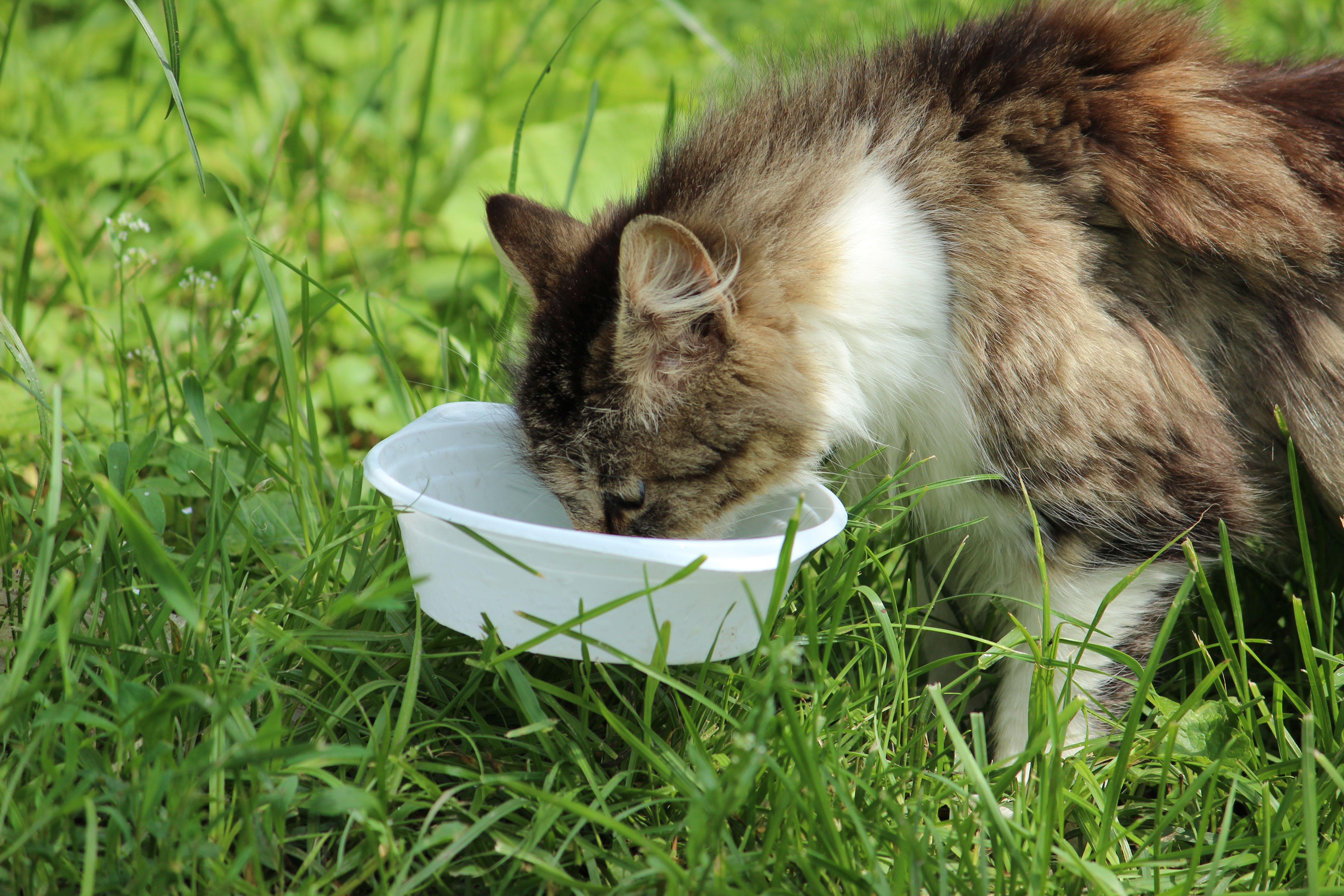 Cat Grass vs. Catnip 2026: What Does Your Kitty Actually Need?