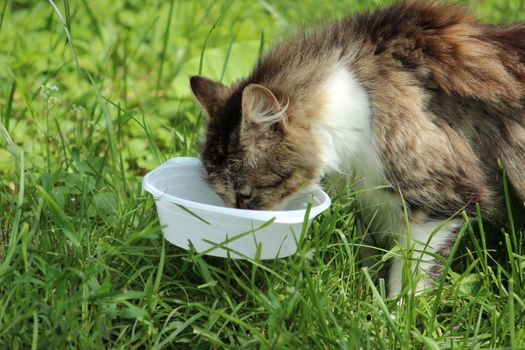 A fluffy cat enjoys its meal from a white bowl on a grassy field during the day.