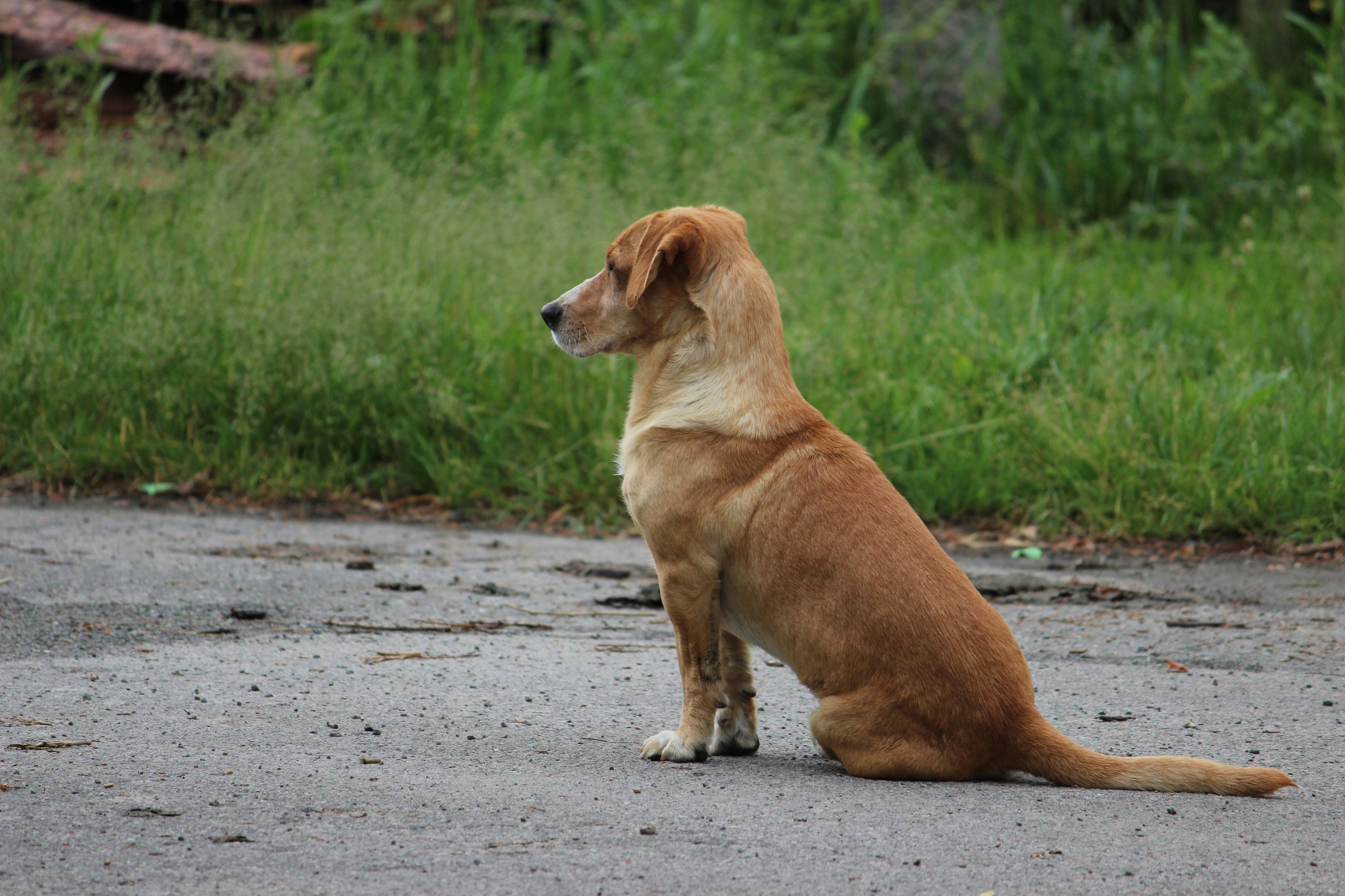 Portrait of a dog at a veterinary clinic