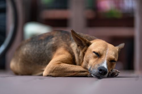 Free Close-up of a relaxed dog sleeping on a wooden floor, capturing a serene moment. Stock Photo
