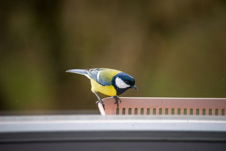 Kleurrijke vogelvoederplaatsen verspreid op weelderig balkon. Kleurrijke vogelvoederplaatsen verspreid op weelderig balkon.