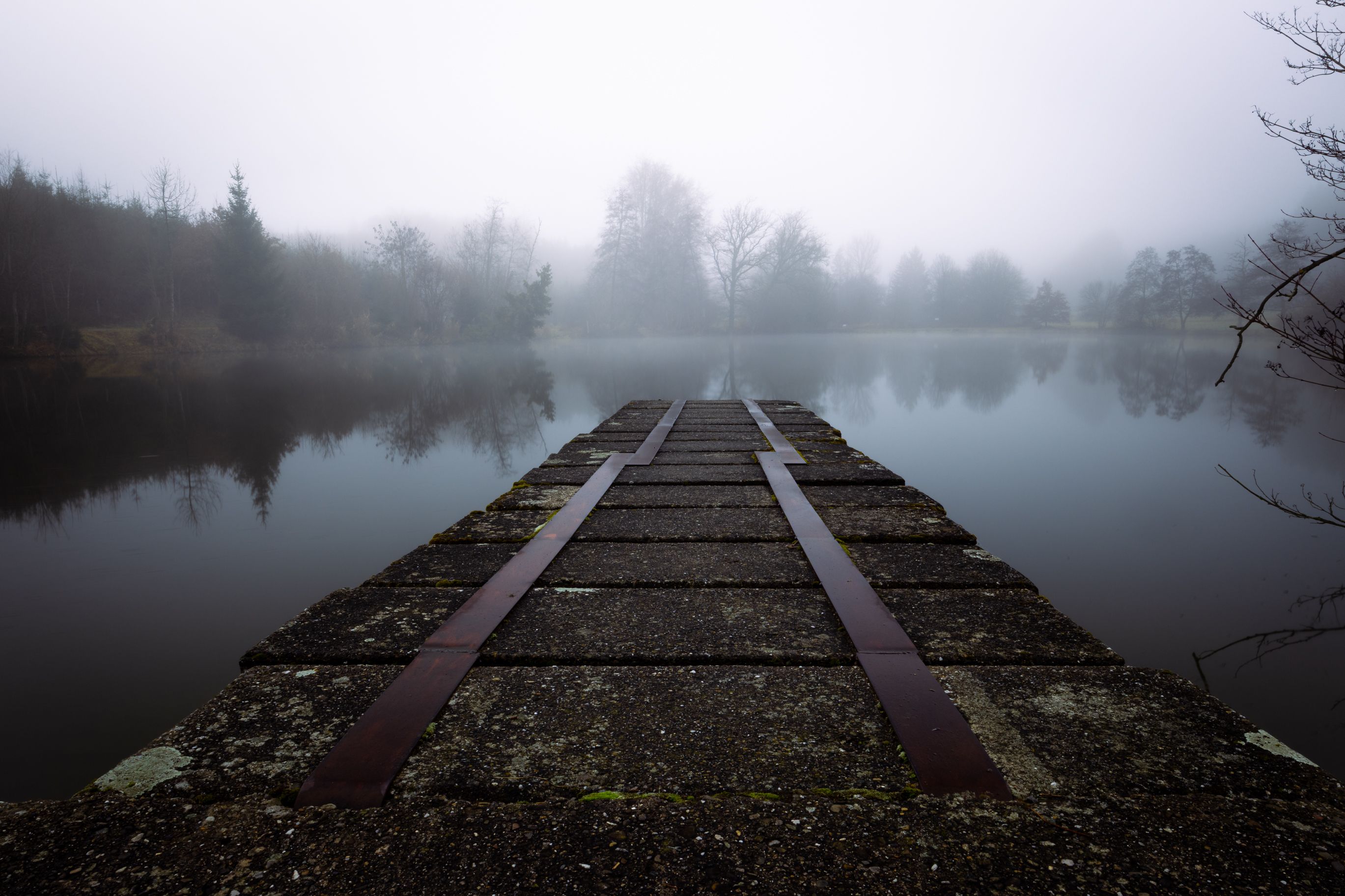 Misty Morning by a Tranquil Lake · Free Stock Photo