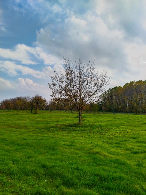 Free Serene landscape with a lone tree in Karaağaç, Edirne. Captures the essence of tranquility and nature's beauty. Stock Photo