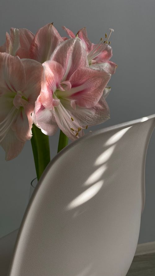 Free Graceful pink amaryllis flowers in soft light on a sleek modern chair, creating a minimalist aesthetic. Stock Photo