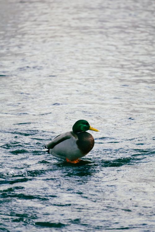 Free A tranquil scene of a vibrant mallard duck floating on a calm water body, showcasing nature's beauty. Stock Photo