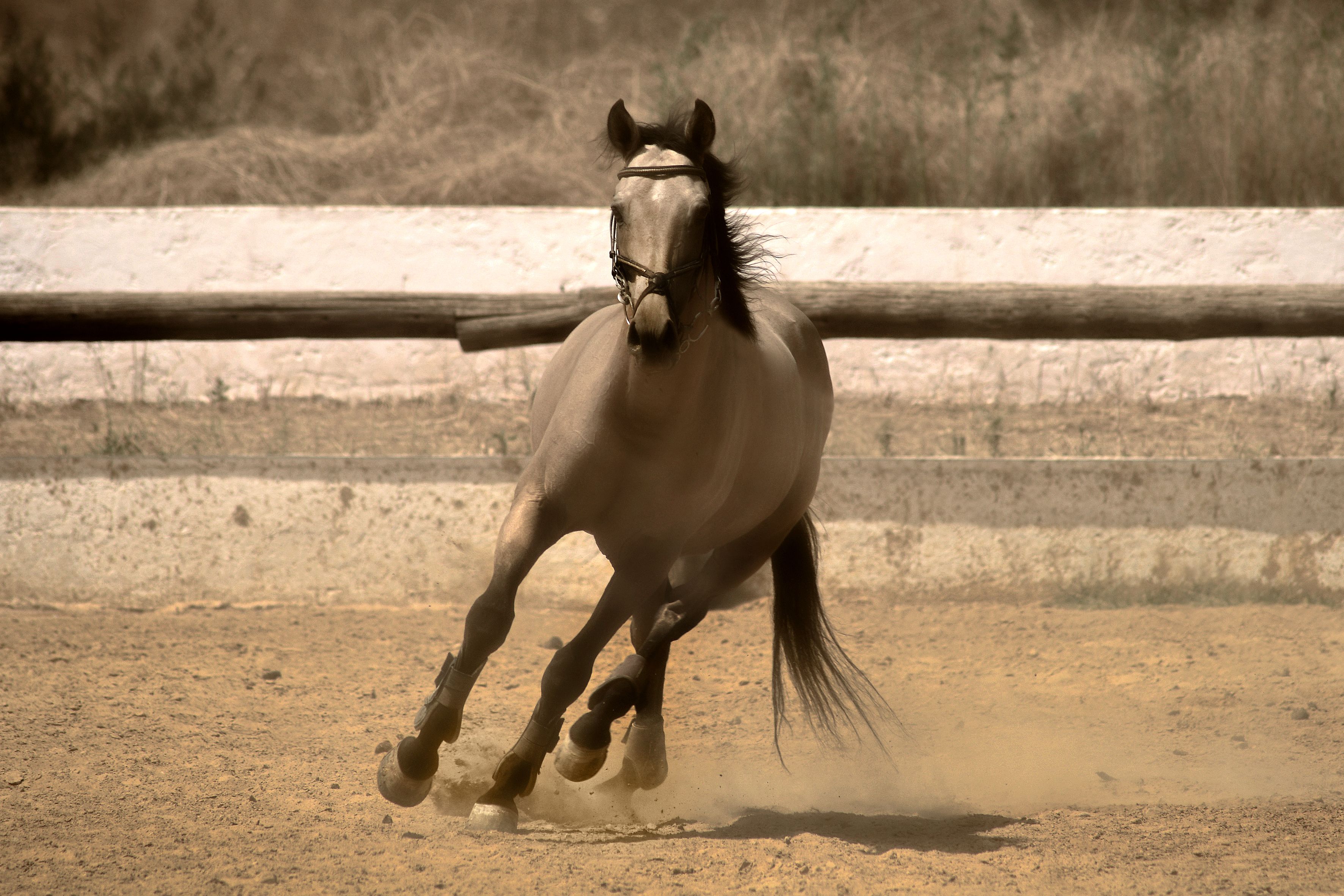 hoof conditioning for equine athletes