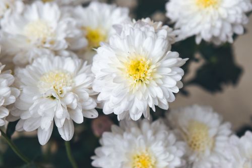 Free Delicate white chrysanthemums in full bloom, showcasing their intricate petal structure. Stock Photo