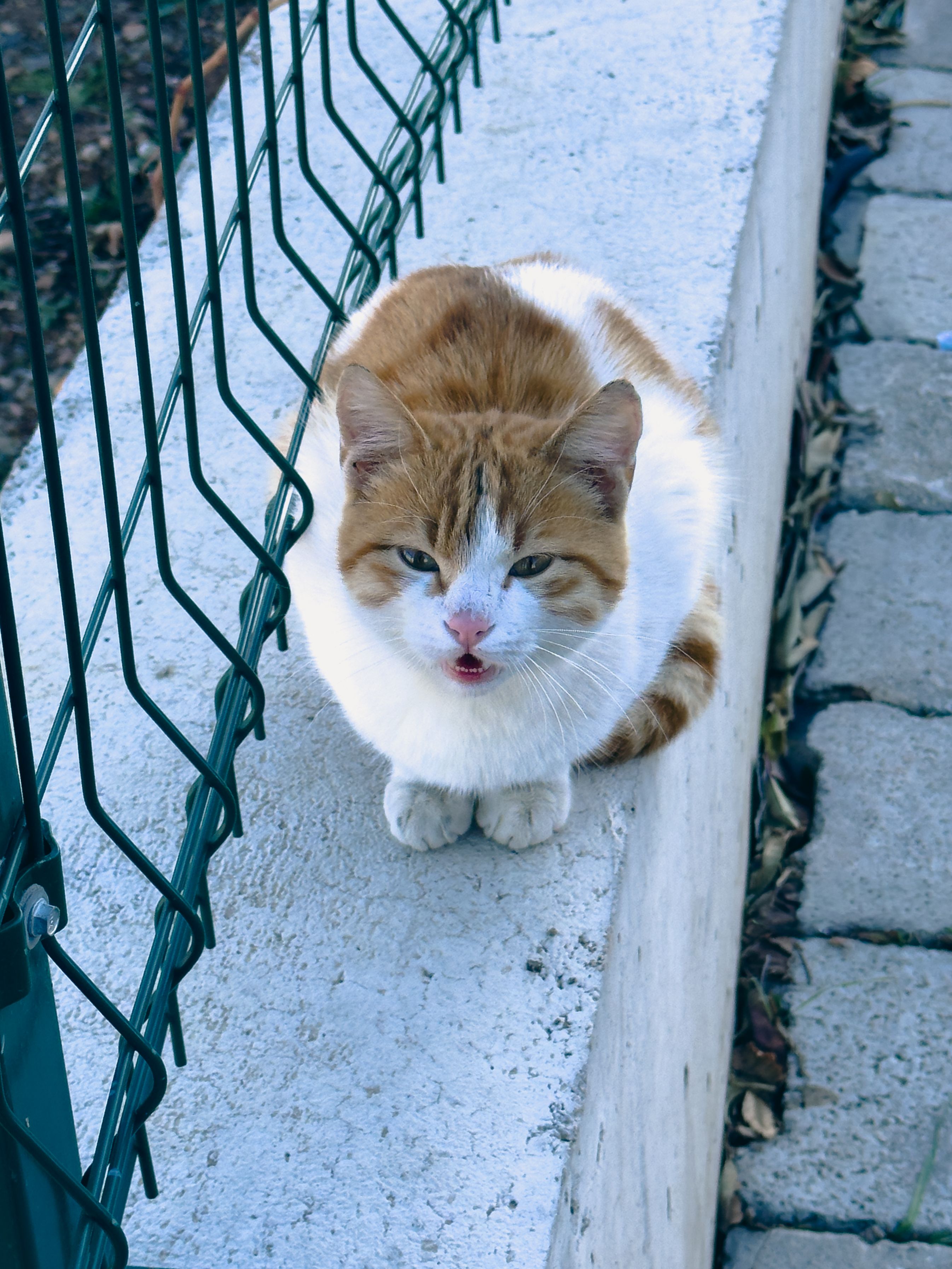 Ginger and White Cat Outdoors on Wall · Free Stock Photo