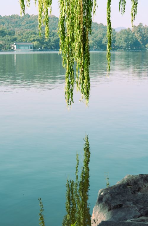 Free Serene lake with willow branches reflecting on the water's surface. Stock Photo