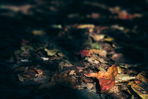 Free stock photo of autumn, autumn color, autumn colors Stock Photo