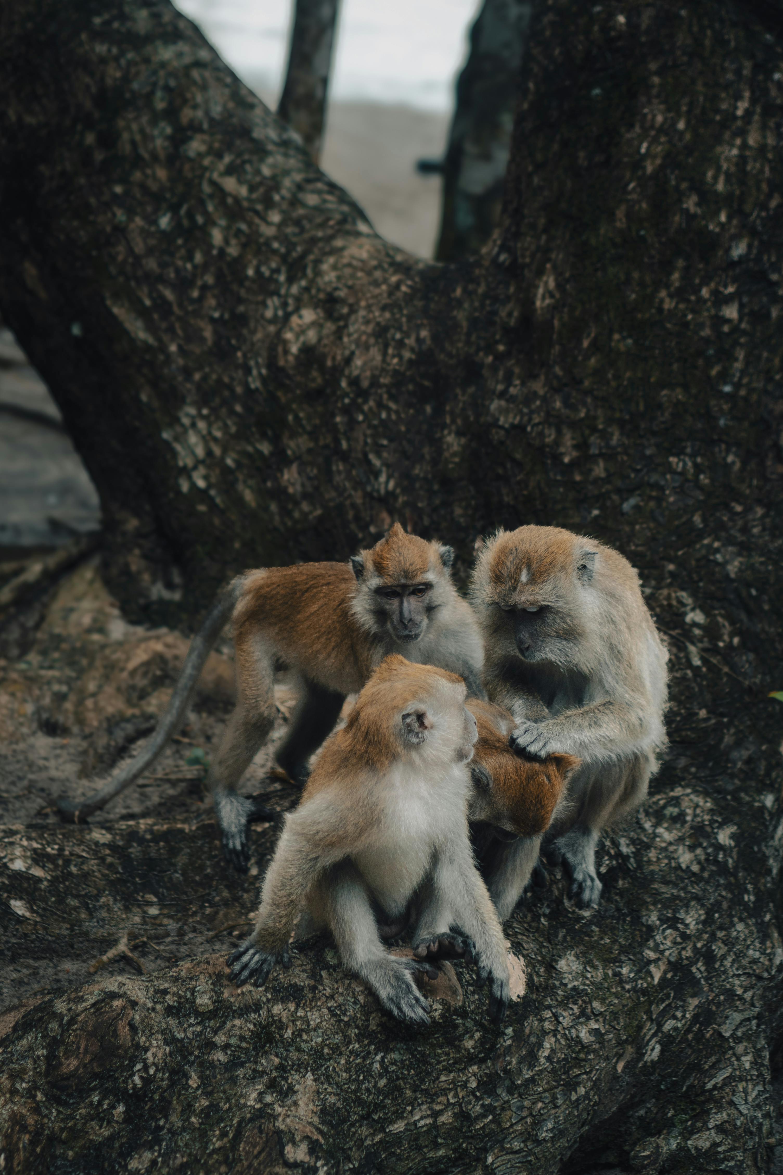 Pulau Musala, Indonesia