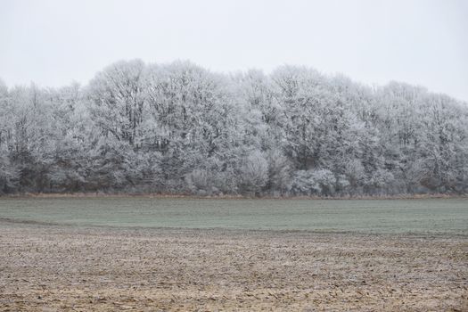 Scenic winter landscape of frost-covered trees in a serene forest setting.