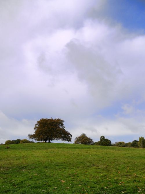 Free A tranquil view of a large tree standing in an open green field under a partly cloudy sky. Stock Photo