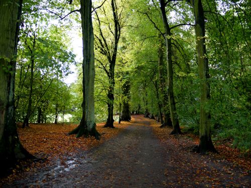 Free A tranquil forest path in Hampstead Heath, showcasing lush greenery and autumn leaves. Stock Photo