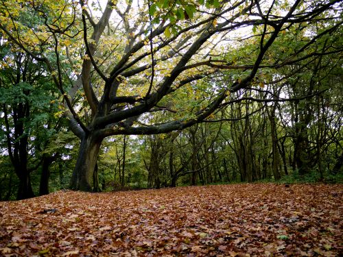 Free Tranquil forest scene in autumn with a large tree and fallen leaves. Stock Photo