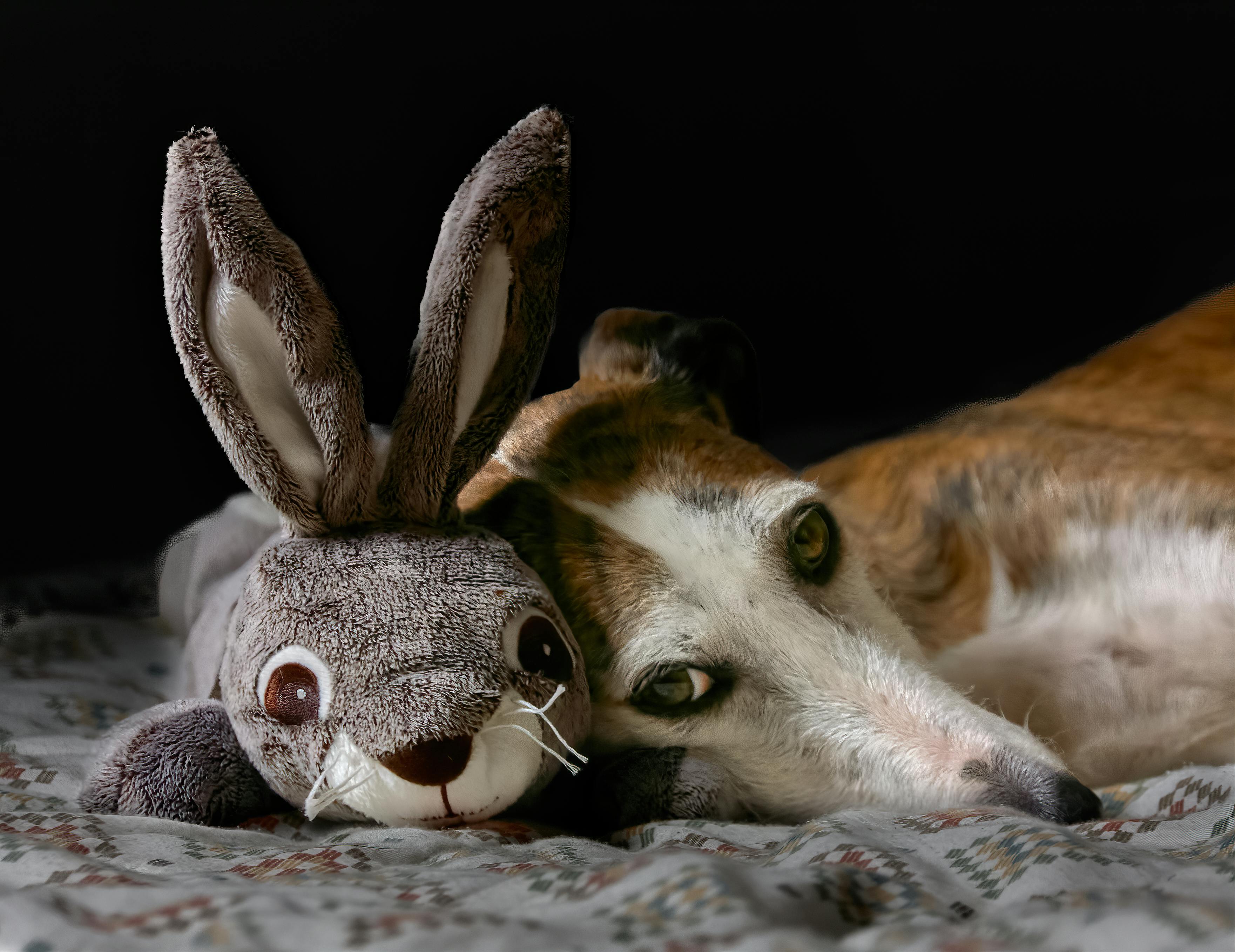 Adorable dog cuddling with a plush bunny on a cozy bed, showcasing companionship and comfort.
