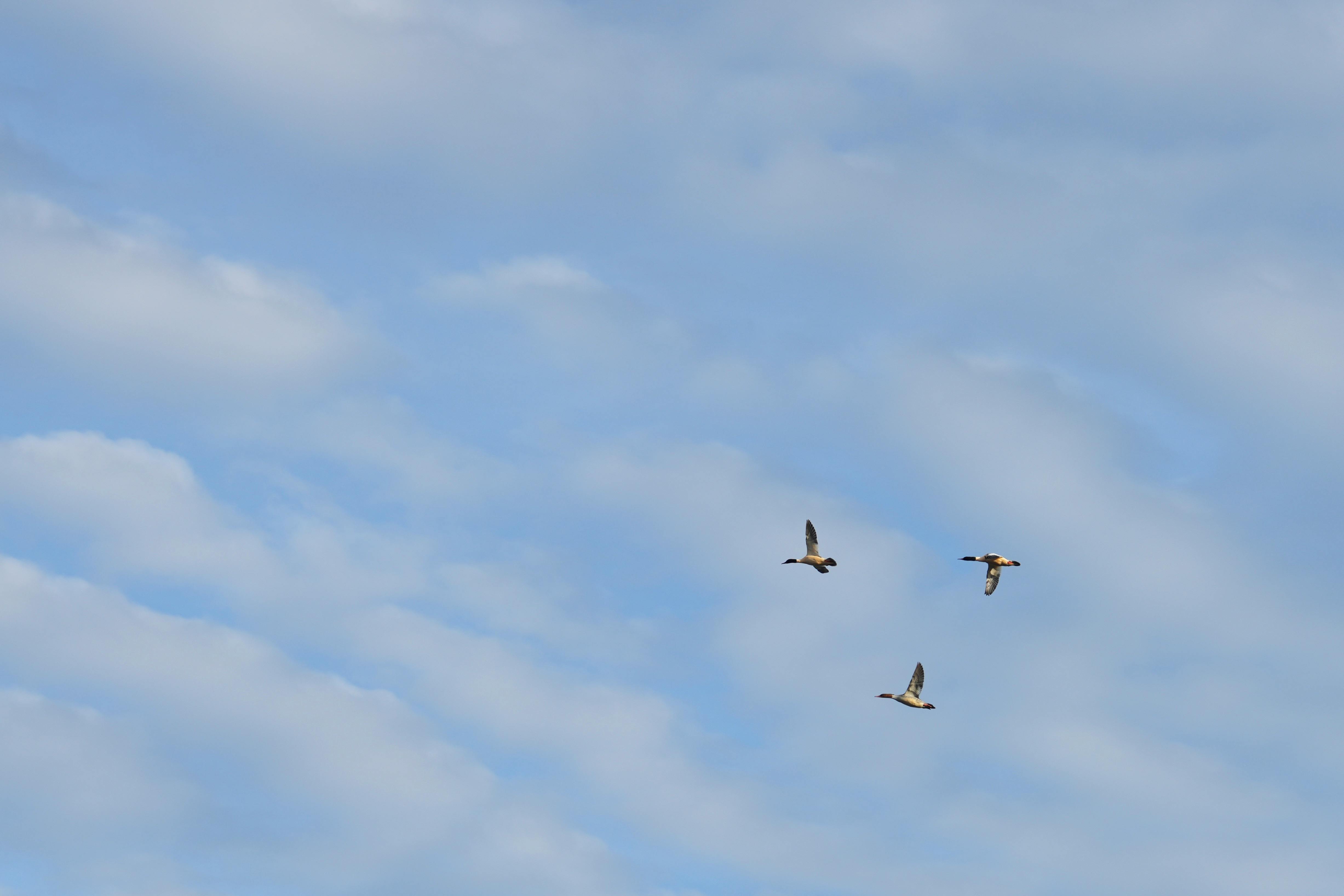 Three geese gracefully flying against a cloudy blue sky, showcasing tranquil aerial scenery.