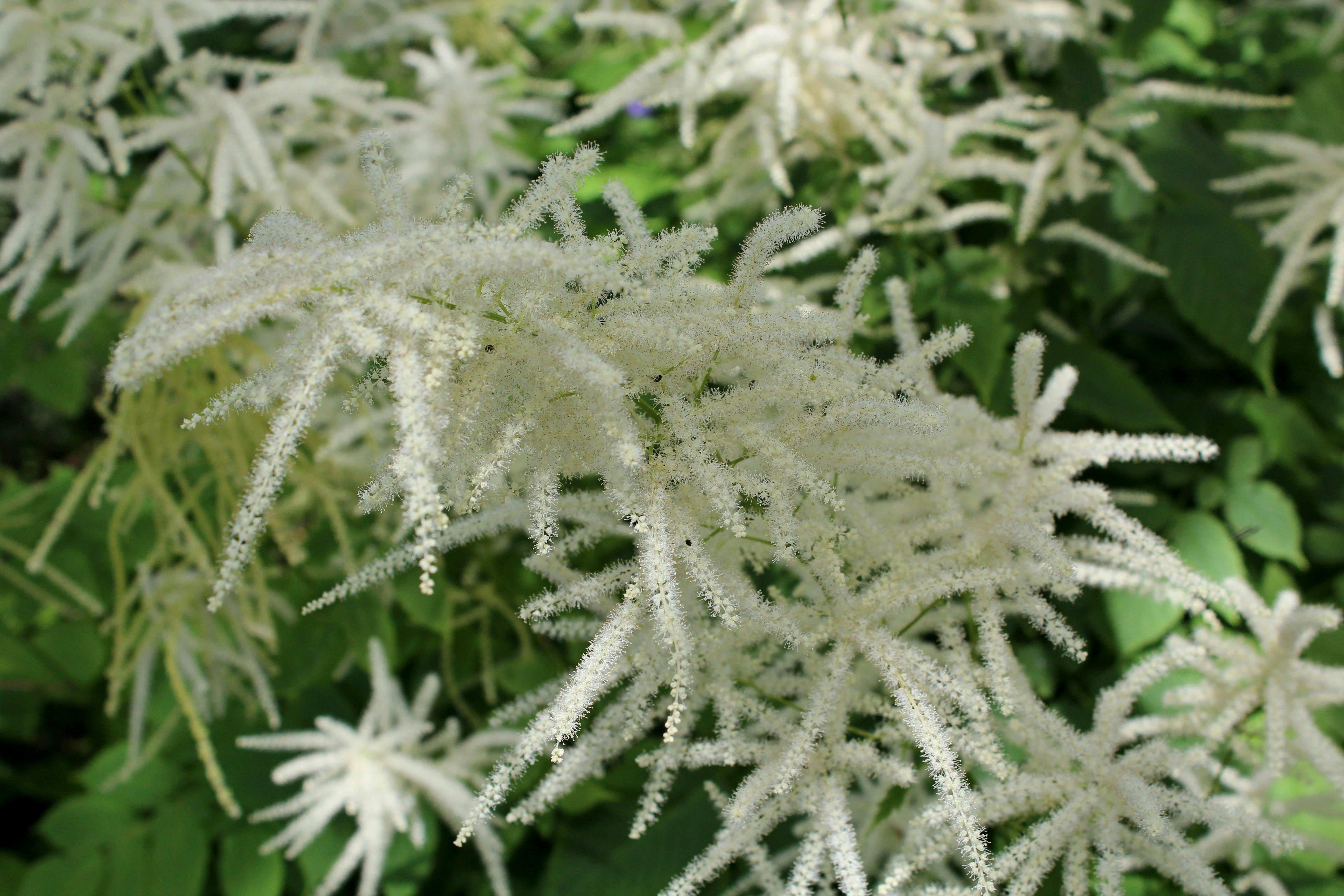 Aruncus dioicus