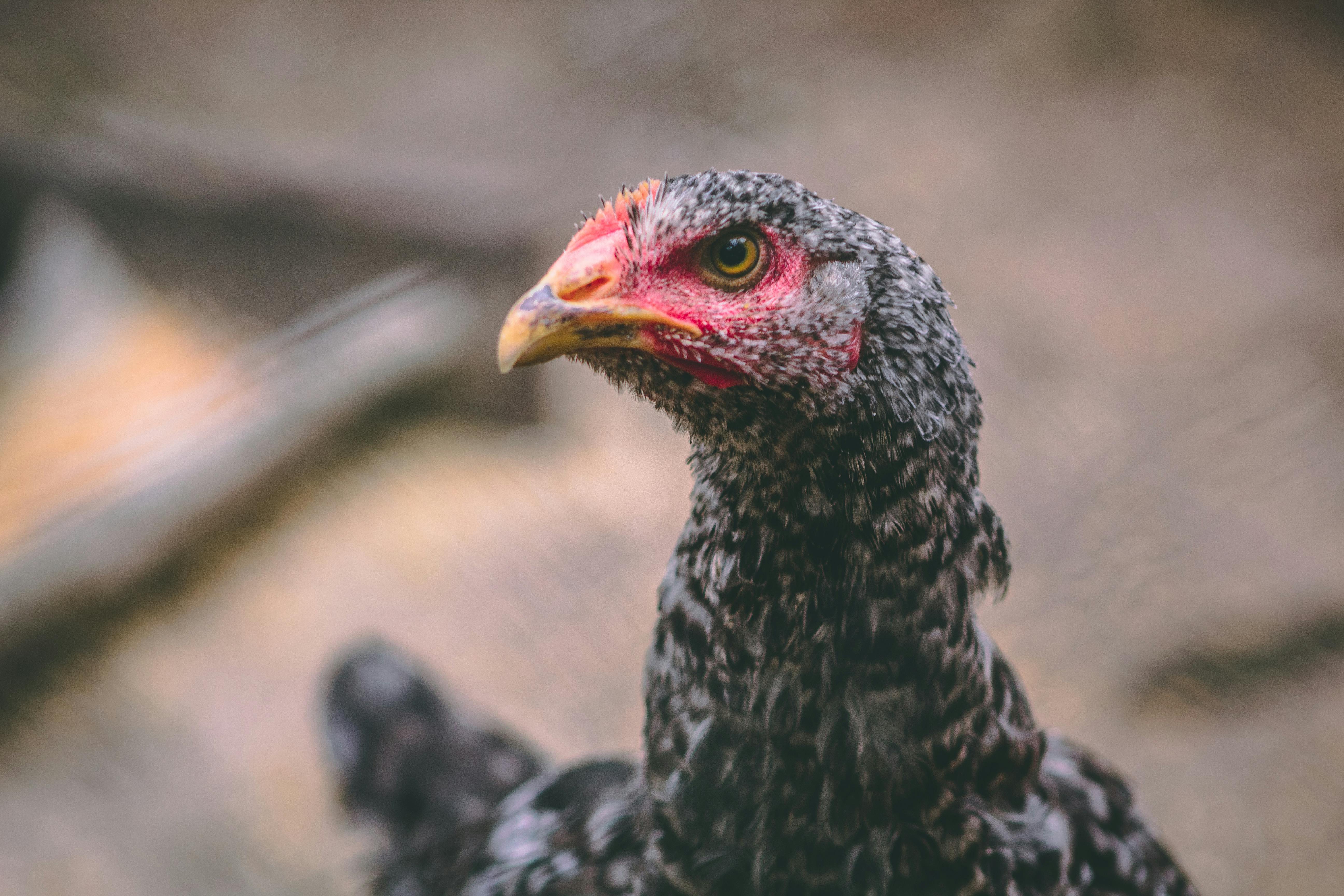 Brown feathers of hen stock photo. Image of bird, brown - 80732344