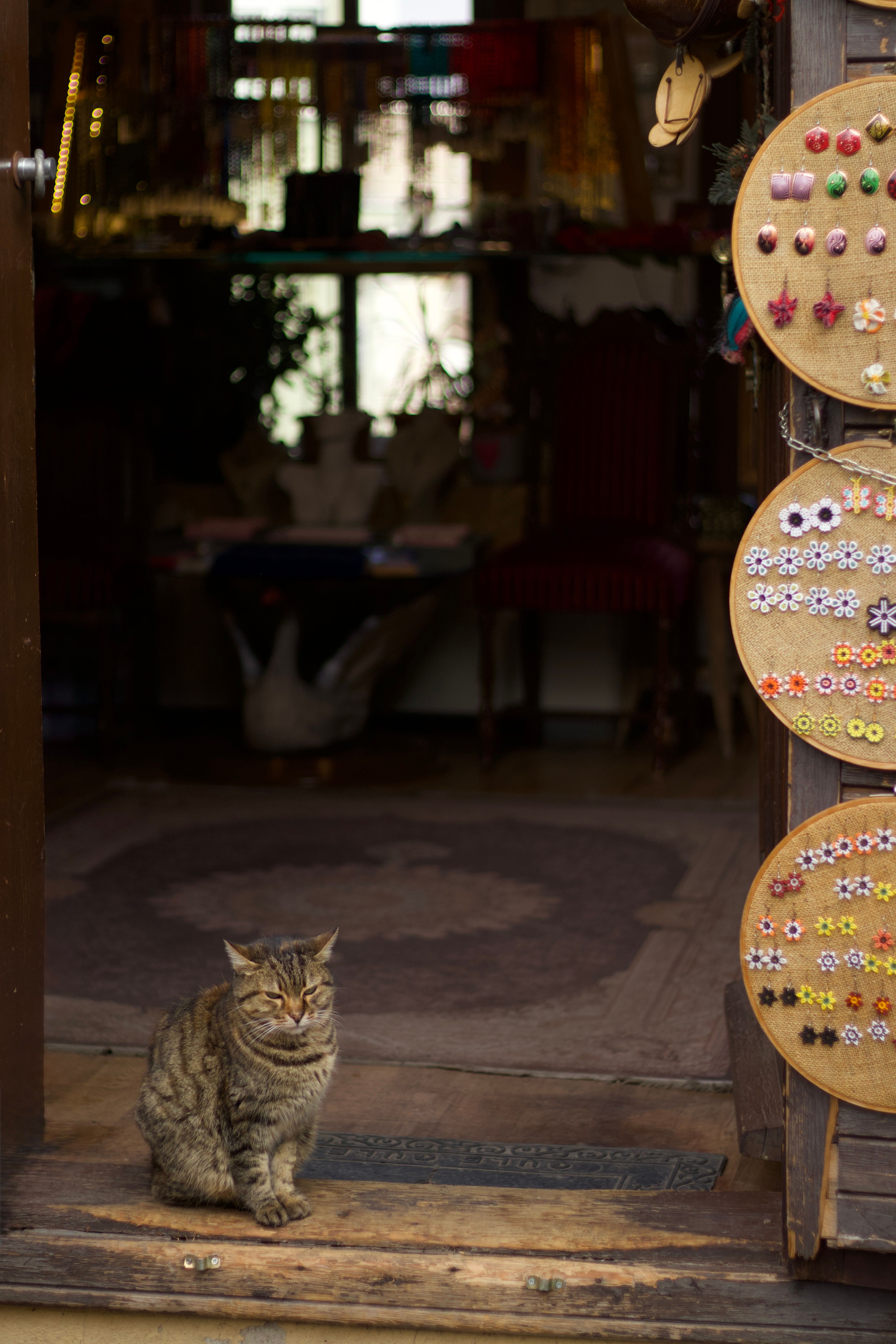 Charming Cat at Shop Entrance with Buttons Display · Free Stock Photo