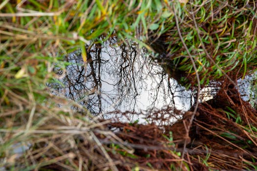 Affascinante riflesso di alberi spogli in una pozzanghera, incorniciato da un'erba verde lussureggiante e dai toni terrosi.