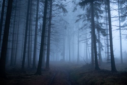 Free Eerie mist enveloping tall trees on a tranquil forest path at dawn. Stock Photo