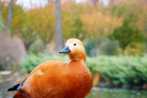 Free stock photo of duck, orange