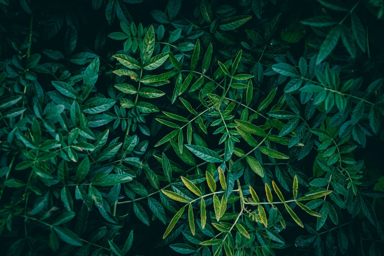 close up view of lush green leaves providing a natural summer texture